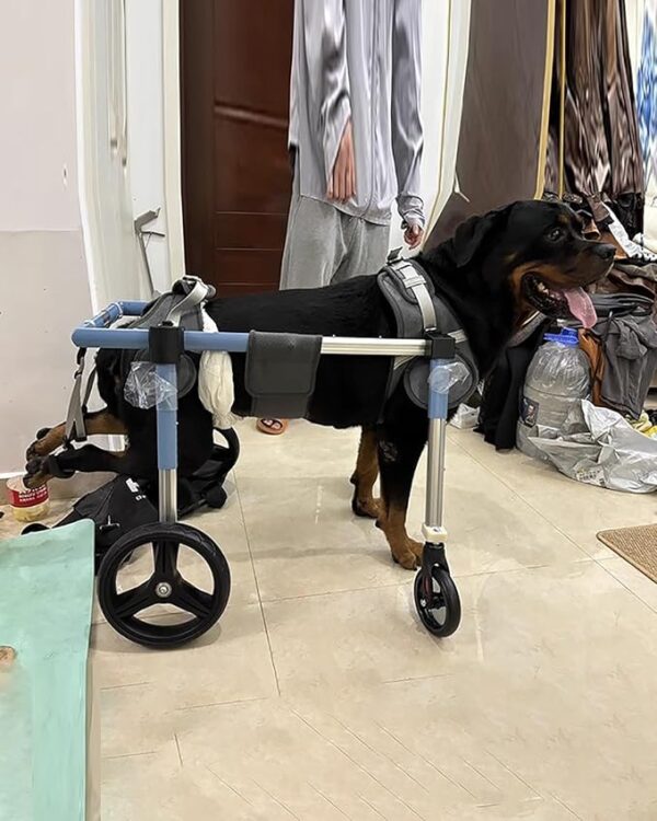 Full front leg support for large dog