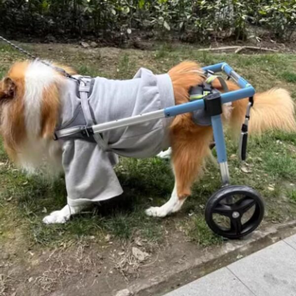a small dog support