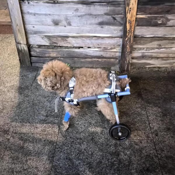 Tiny puppy wheelchair on the backlegs